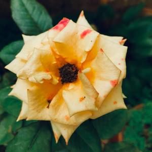 Meet your Posher, Henry